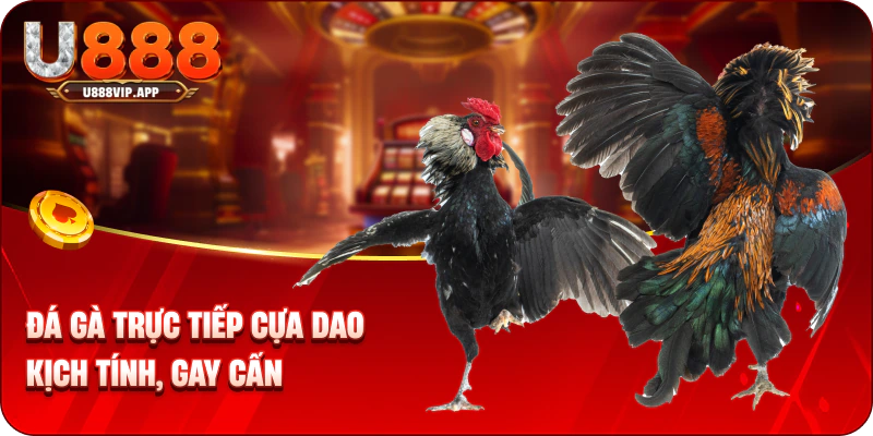 Đá Gà Trực Tiếp Cựa Dao - Đỉnh Cao Giải Trí Tại U888