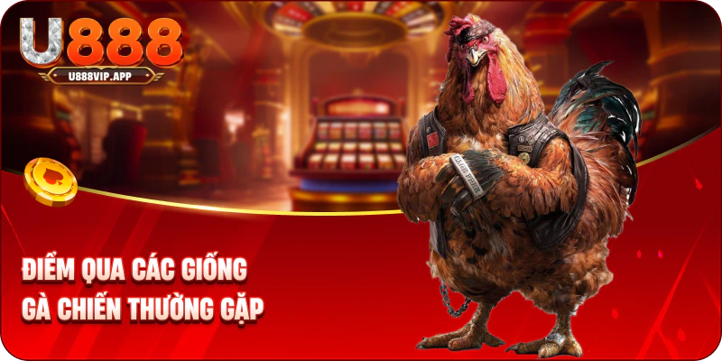 Điểm qua các giống gà chiến thường gặp